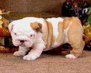  Adorable Bulldog Puppies for Adoption